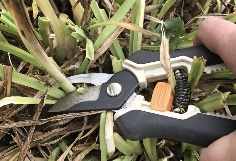 Trimming a Perennial back for winter